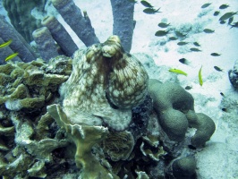 IMG 2969 Common Octopus